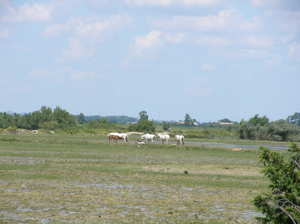 horses on the Carmargue